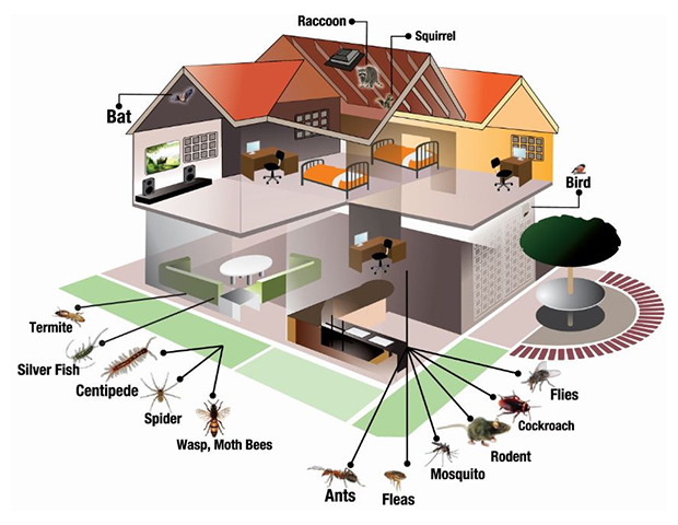 Pest Control Services Consultants in Multan